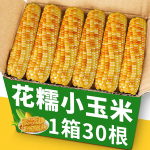 3斤西双版纳香糯小玉米云南特产新鲜糯玉米黏玉米真空即食玉米棒