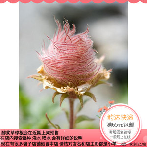 【种子】进口种子 多年生  三花水杨梅 草原烟 老爷爷的胡子 5粒