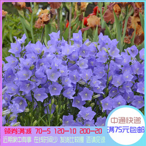 蓝色风铃草