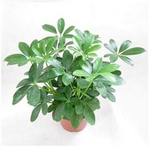 常绿盆栽花卉 鸭掌木七叶莲/鹅掌柴苗室内盆栽水培图片