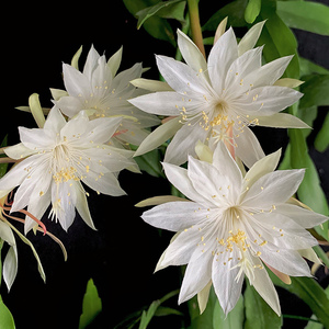 小叶昙花盆栽大叶卷叶观叶观花植物室内新品网红鱼骨昆布绿植鱼尾