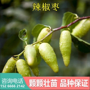 嫁接 枣树树苗【辣椒枣】枣树苗 鸡蛋枣 新疆和田大枣地栽大枣树