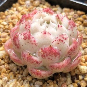 【新品sp】杂交一物一拍女王玫瑰麦秆多肉植物绿植孤品