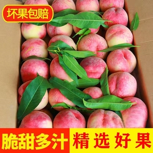 新鲜桃子蒙阴蜜桃现摘现发水蜜桃应季孕妇当季水果脆甜毛桃5斤