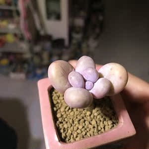 韩国进口多肉 奶酪 果冻色 亚美奶酪 宝宝 单头老桩 一物一拍