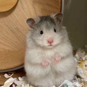 家养长毛面纹蜜波利金丝熊活物疫苗学生宿舍好养随身携带小宠物