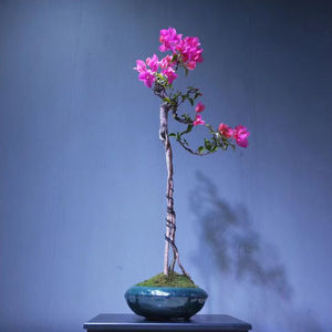 老桩提根矮霸三角梅文人临水盆景四季开花盆栽植物