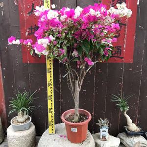 002人付款淘宝金心双色老桩树桩盆景造型三角梅