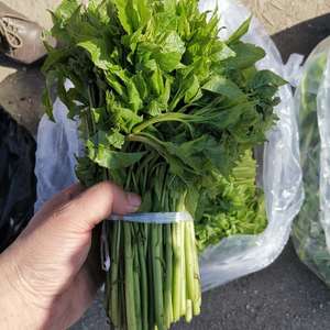 刺果棒东北特产山野菜刺五加每天现摘500g顺丰包邮山菜刺拐棒