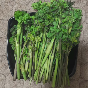 东北野生猫爪子菜新鲜山野菜猫抓的蘸酱菜1斤装