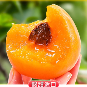 山西金太阳大黄杏子头茬杏5斤当季新鲜孕妇水果酸甜青杏巨蜜包邮