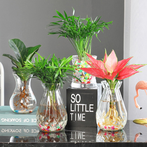 水培植物小盆栽绿植室内花卉桌面水养四季吸甲醛水生绿萝吉利红