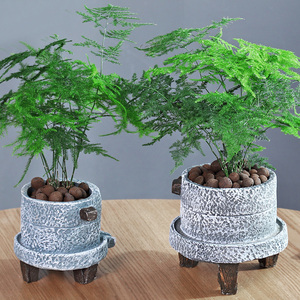 小文竹植物盆景室内花卉盆栽水养办公室桌面绿植四季好养净化空气