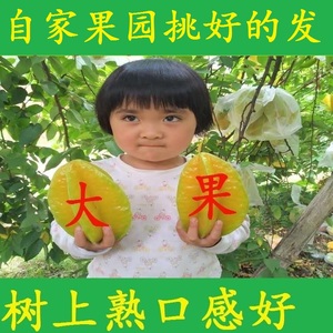 黄杨桃水果树上熟新鲜包邮5斤广东老农甜孕妇当季红龙杨桃大果