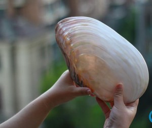 天然超大海螺贝壳珊瑚双面珍珠蚌海蚌家居创意收藏摆件礼品