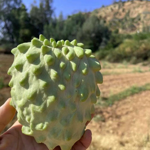 000人付款淘宝元谋特产小番茄,农家自种新鲜圣女果,自然成熟番茄,2