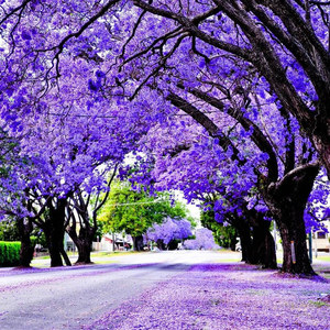 驱蚊驱虫蓝花楹凤凰木盆栽特大风景红花楹树苗 北方庭院耐寒植物