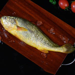 宁德大黄鱼活鱼整条速冻每条9两到1斤到手五条