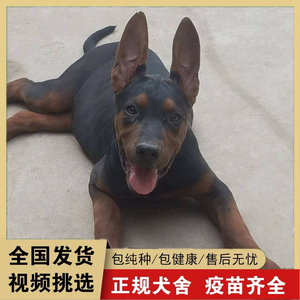 纯种莱州红苏联红幼犬活体大型巨型护卫犬看家护院大狼狗红狼犬