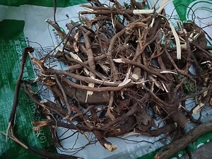 酸枣树根野生