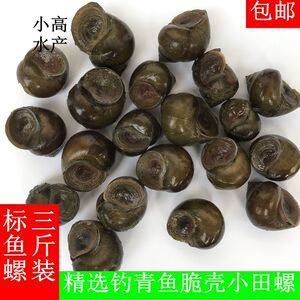 00zengjialaoqi淘宝崇明青壳螺蛳笩钓青鱼薄壳活螺丝鲜活田螺笩钓青