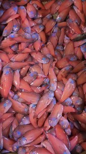 潮汕揭阳惠来神泉本港海鱼红心仔红鼠鱼小老鼠鱼一斤25条左右