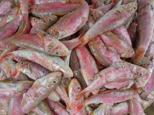 潮汕揭阳惠来神泉本港野生海鱼浅海红鱼仔红鱼母18-20条左右一斤