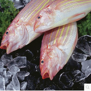 潮汕揭阳惠来神泉本港野生海鱼红衫鱼红鱼金线鱼三线鱼一斤2-3条