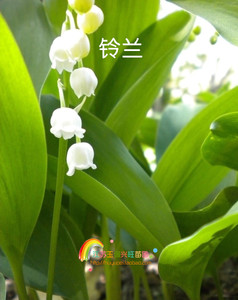 室内阳台盆栽花卉植物 铃兰花*品种稀少*纯洁·幸福的到来