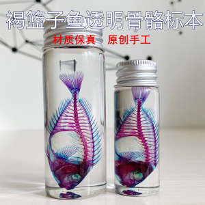 透明鱼骨骼标本