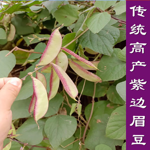 传统紫边眉豆苗 紫扁豆苗籽四川百叶豆秧苗 自家八月豆苗 紫眉豆