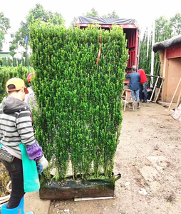 花境造型直立冬青树苗植物屏庭院篱笆墙迷宫造型一直向上朝天笔