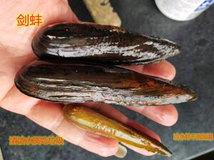 河蚌剑蚌长条蚌原生冷水蚌观赏鱼蚌清洁净化水质观赏螺