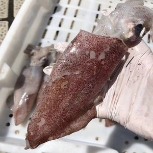 舟山东海野生鱿鱼新鲜深海水产鲜活章鱼海兔子小管笔管鱼4-5只|斤