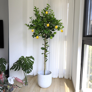 柠檬树盆栽在家里禁忌图片