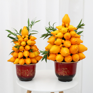 【年宵花】黄金果盆栽 绿植花卉五代同堂果五指茄 带果盆景