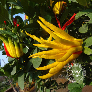 佛手盆栽 高0.7米左右 阳台庭院绿植花卉 观果植物