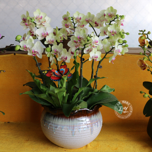 蝴蝶兰花卉【品种:绿如意】 开业乔迁送礼植物佳品 上海送货上门