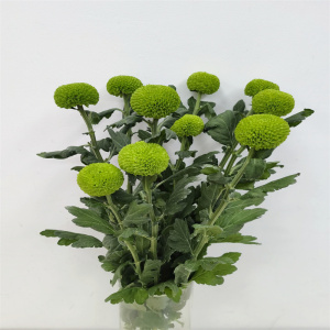 乒乓菊绿色鲜切花水养球菊家庭办公室花卉花期长同城鲜花速递包邮