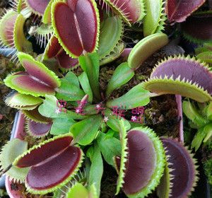 食虫植物-烈焰捕蝇草造景捕虫