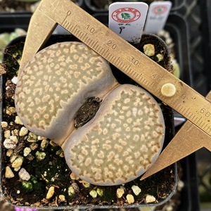 生石花大母本超大开花