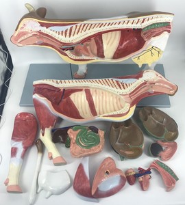 狗塑化标本马驴骡牛胃子宫猪猫动物羊肾消化系统解剖模型畜牧兽医
