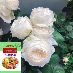婚礼盒月季伊芙婚礼之路纯白色大花浓香月季花苗阳台盆栽庭院木本