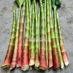 闭鞘姜根块茎 野菜雷公笋 多年生庭院绿化鲜切花干花 满38元包邮