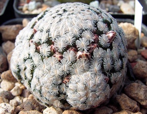 仙人球 实生 羽毛球 sanchez-mejoradae