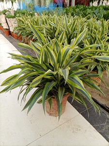 美人铁盆栽 室内桌面小植物金边巴西铁观叶室内防辐射除甲醛绿植