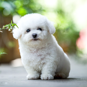 小动物活的小狗