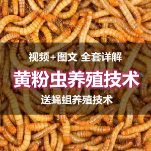 黄粉虫养殖技术视频教程面包虫饲养加工利用蝇蛆养殖全套方法