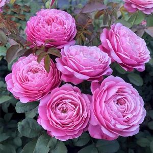 修女伊丽莎白月季