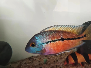 tb041294436淘宝珍珠火口美鲷火口鱼中小型淡水温